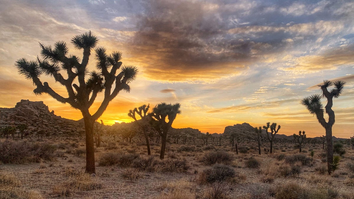 The Fight for the Joshua Tree Could Be a Watershed Moment for Species ...