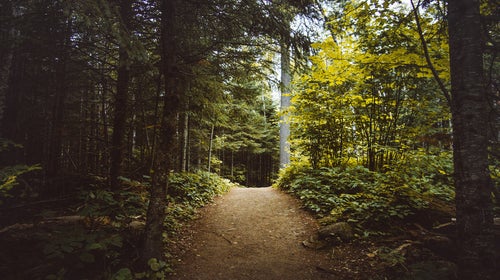 A path through a Minnesota forest