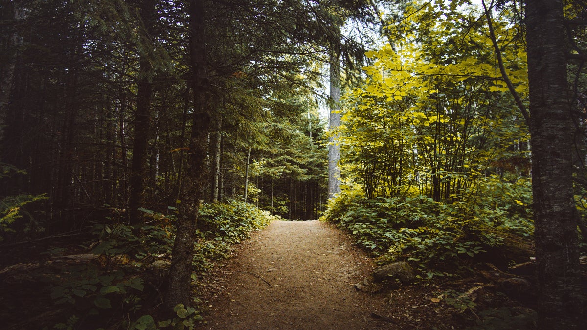 Reclaiming Shinrin Yoku in the Forests of Minnesota