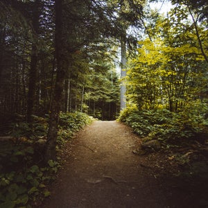 A path through a Minnesota forest