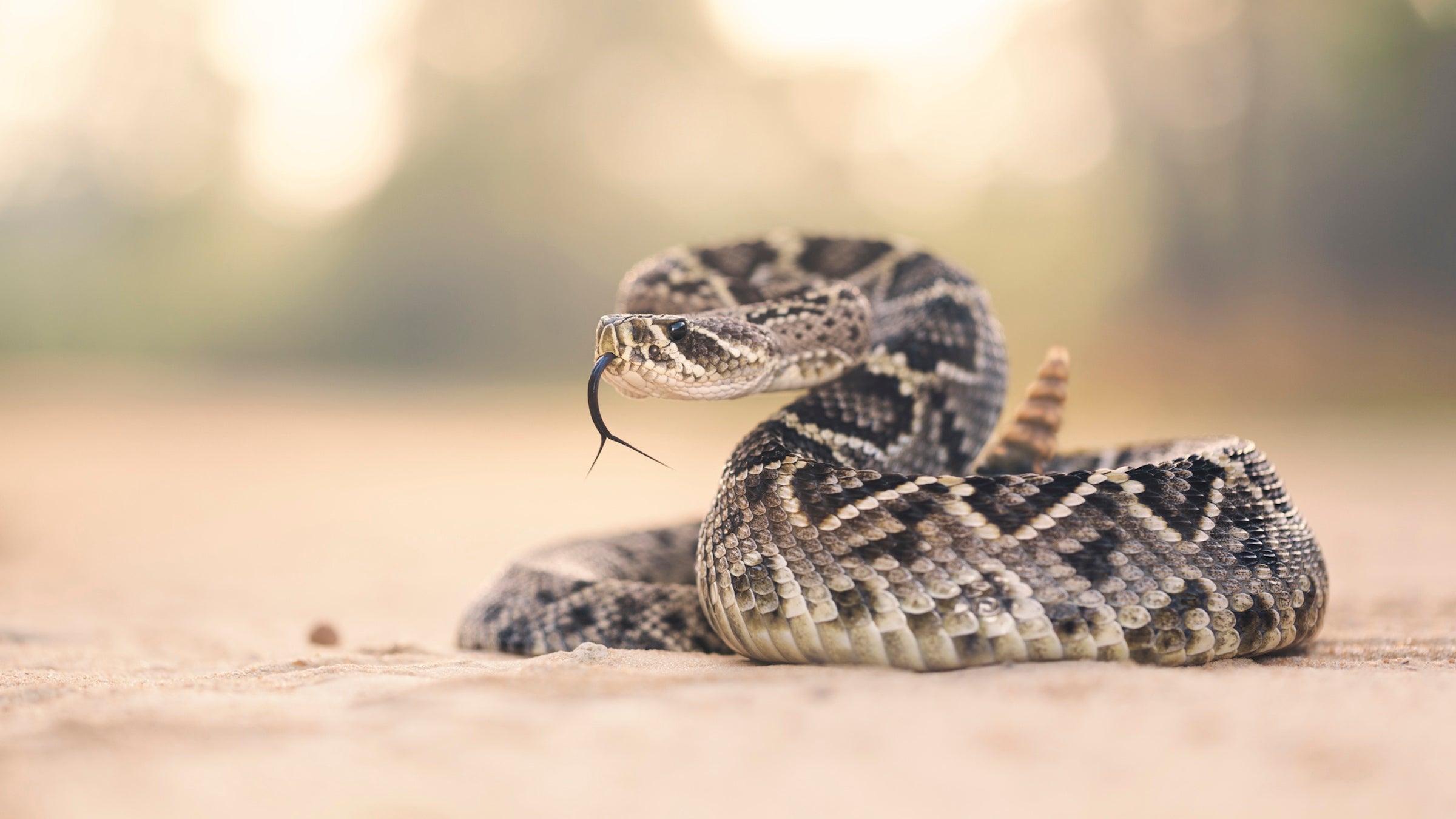 rattlesnake
