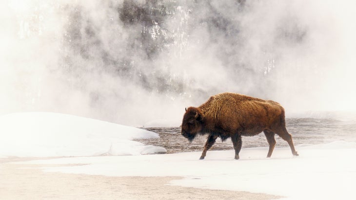 A Bison In a Field of Fog Near a Hot Spring in Yellowstone National Park