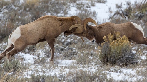 Two bighorn sheep headbutting