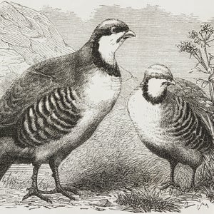 Chukar partridge illustration