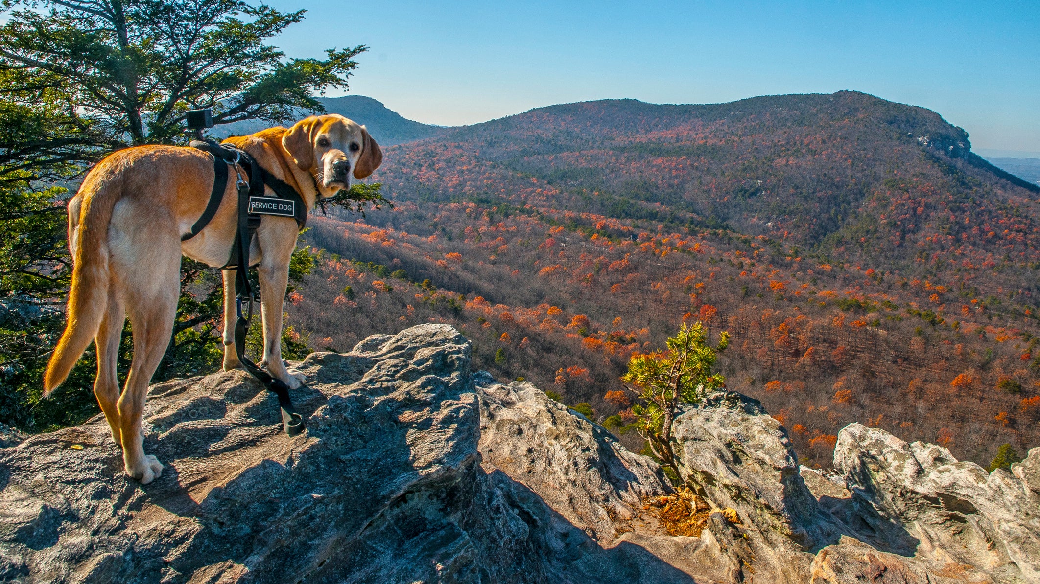 A service dog with an action camera mounted assists his owner on hikes to take in views that would not be possible without his help.