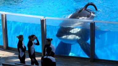 The Outside Story Behind the Documentary ‘Blackfish’