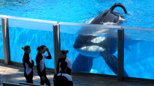 Tilikum watches as SeaWorld Orlando trainers take a break on March 7, 2011.