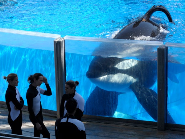 Tilikum watches as SeaWorld Orlando trainers take a break on March 7, 2011.