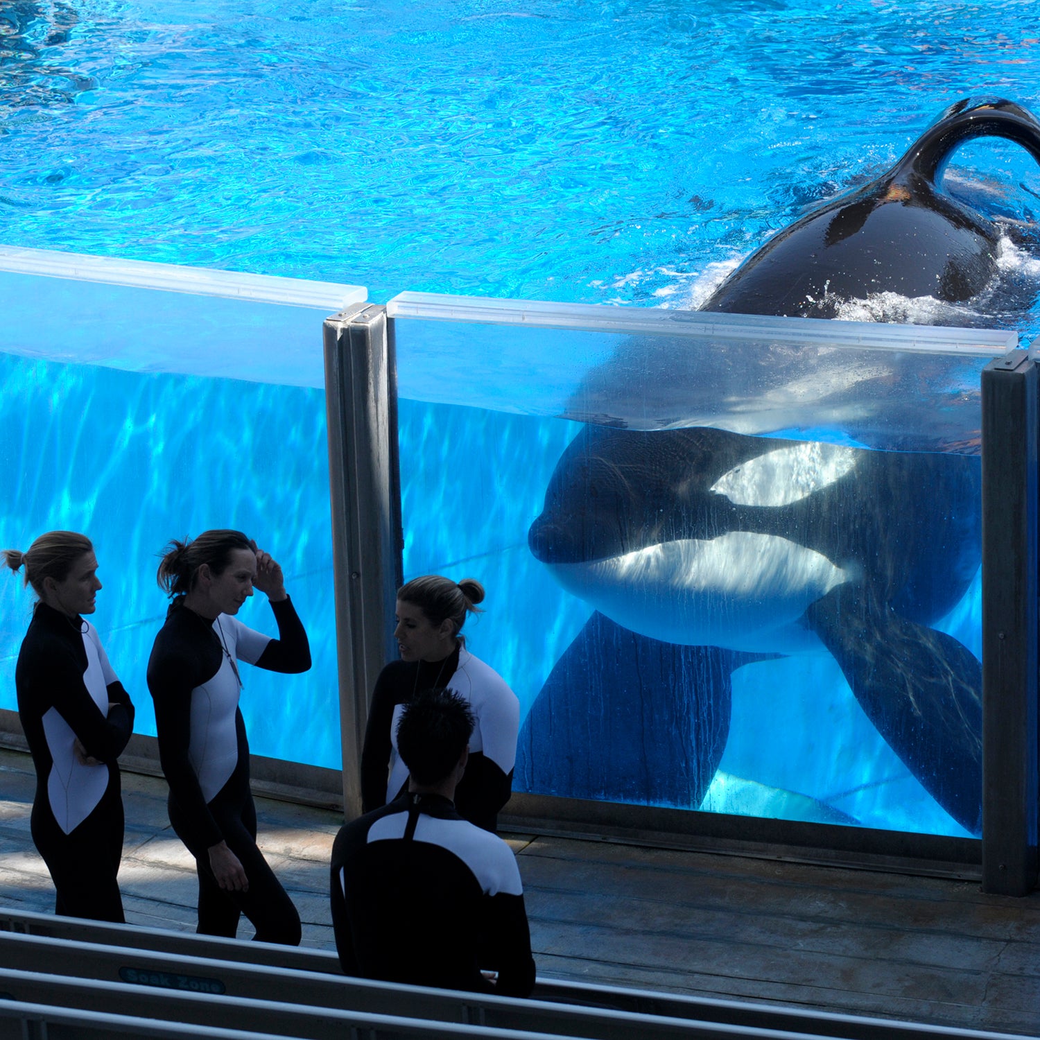 The best outcome is survival:' SeaWorld Orlando shares update on