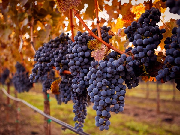 ripe cabernet grapes ready for harvest