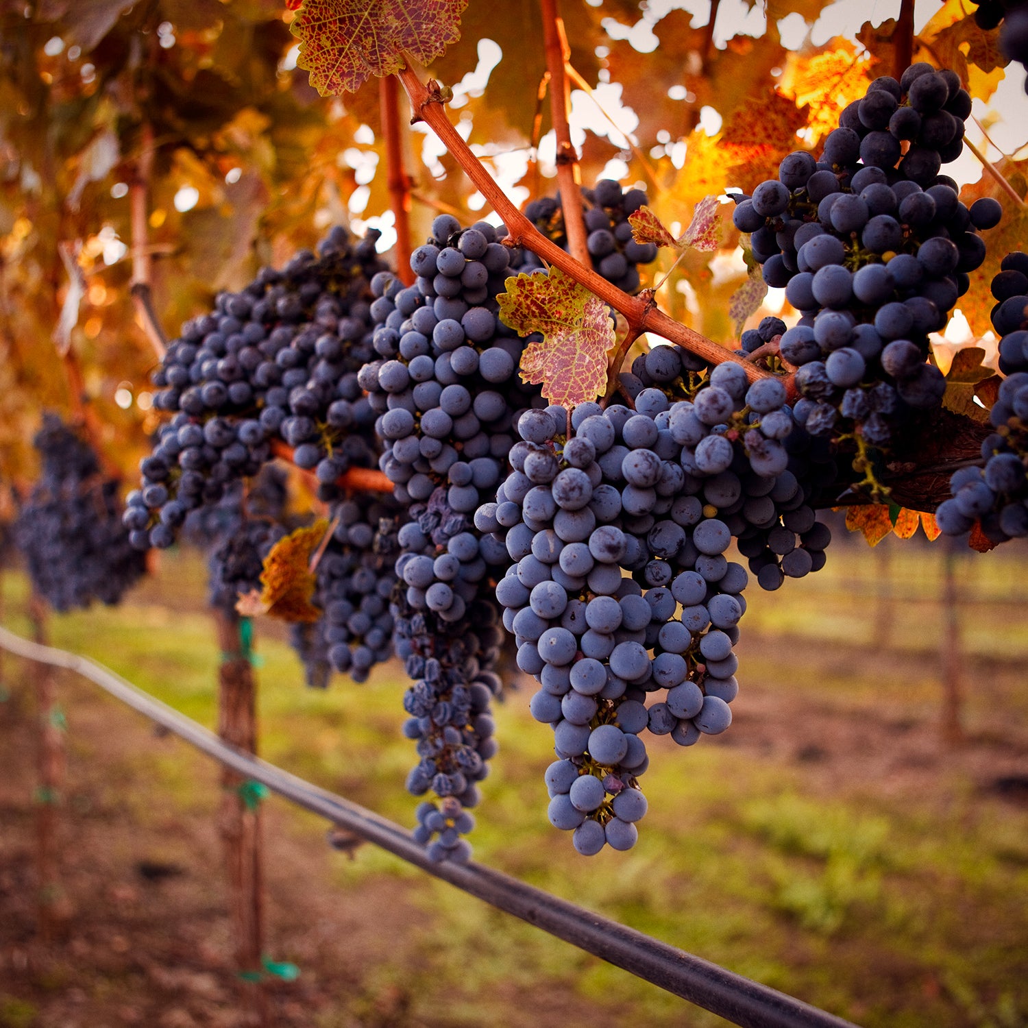 ripe cabernet grapes ready for harvest