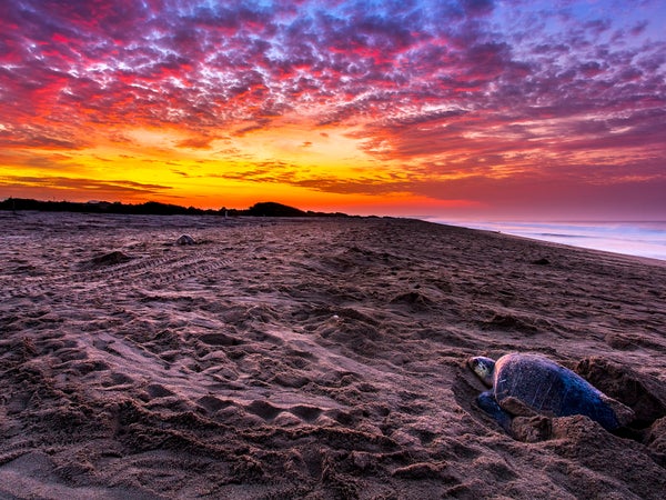 A sea turtle nests on the beach at Escobilla