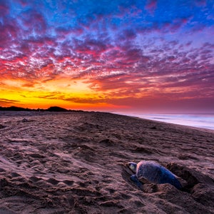 A sea turtle nests on the beach at Escobilla