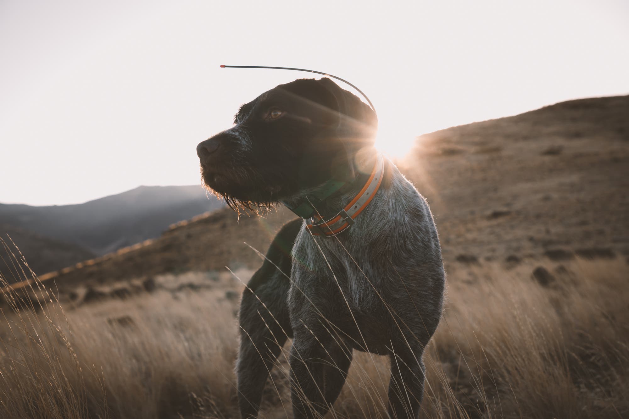 German Wirehaired Pointer