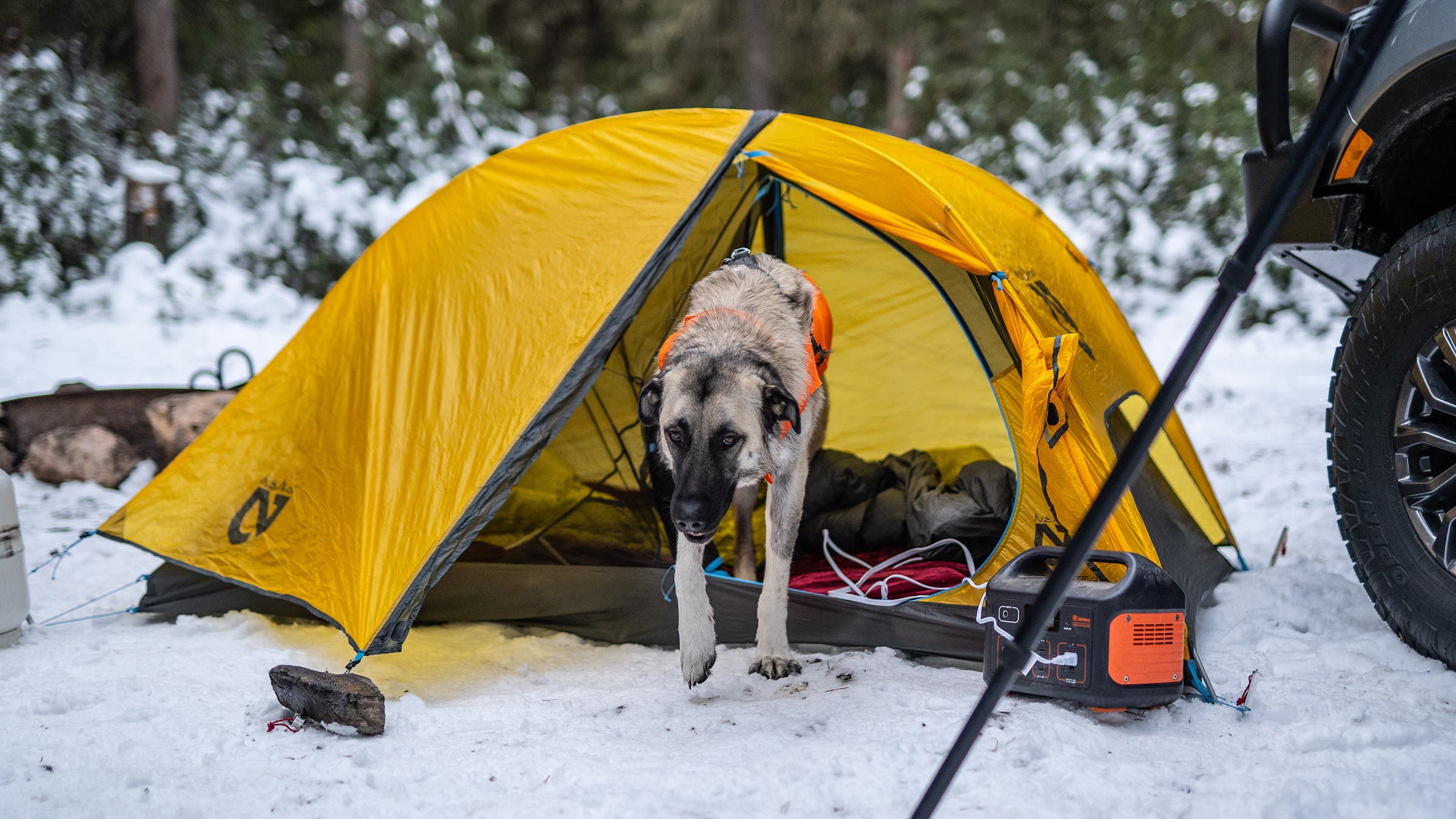 dog emerging from yellow tent in snow