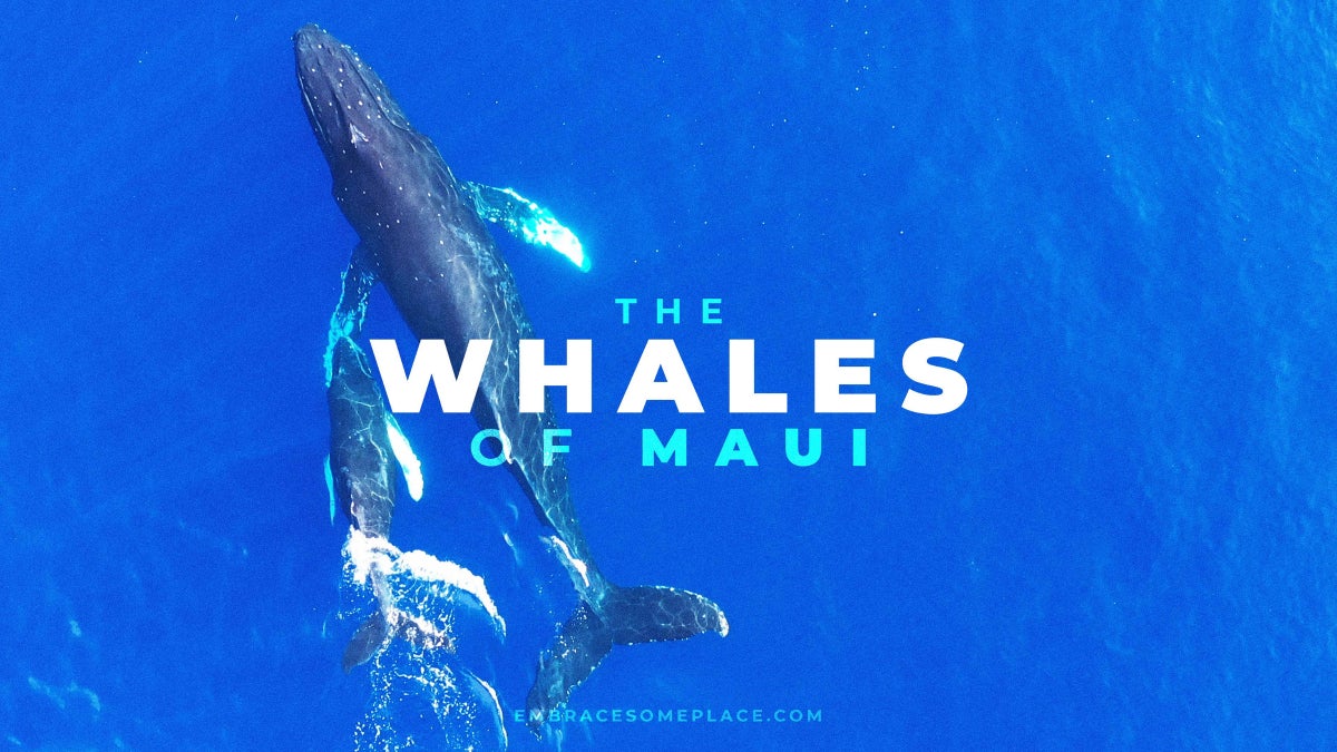 Calm Your Mind by Watching These Whales Swim Along the Hawaiian Coast