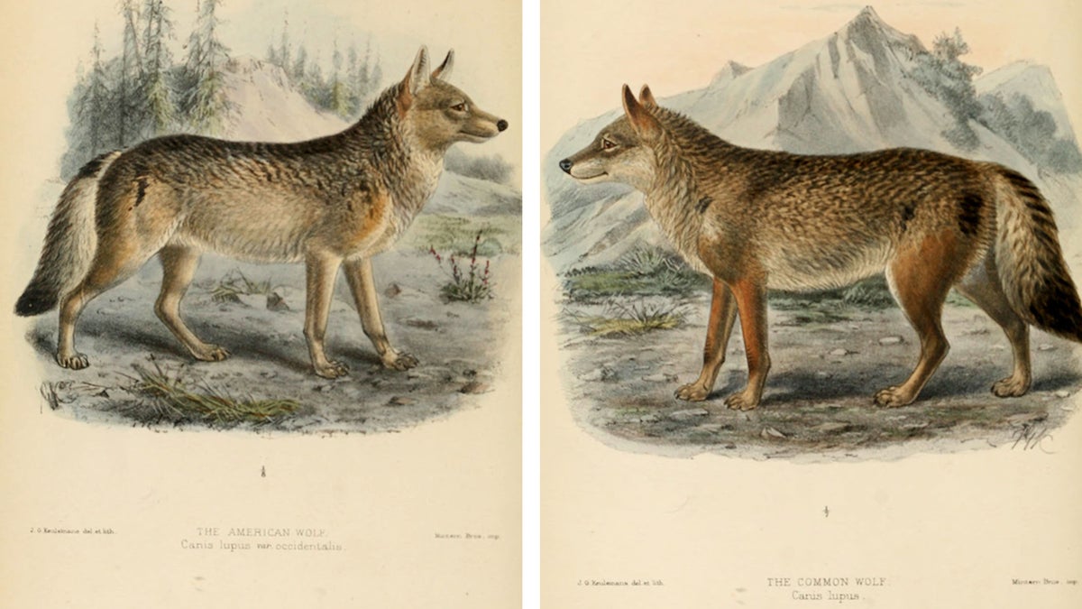 Wolves Are Still the Bad Guys in Children’s Media. Let’s Change That.