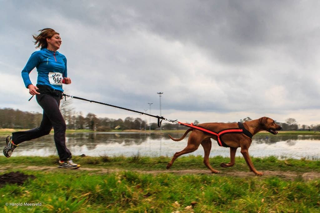 dog running harness