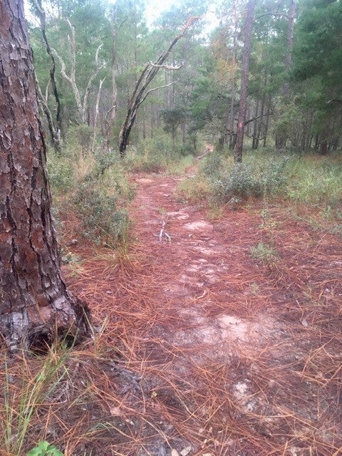Looking down a spoke trail from the top of "Croom Mountain"