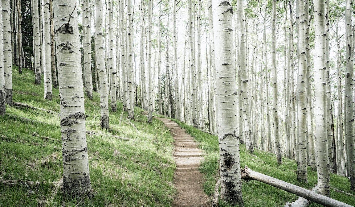 Aspen trees trail.