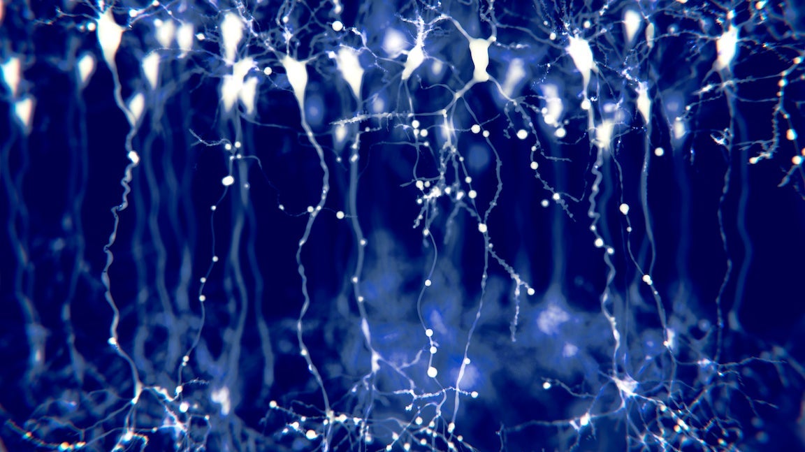 Pyramidal neurons in the cerebral cortex, illustration. Pyramidal neurons are found in certain areas of the brain including the cerebral cortex, the hippocampus, and the amygdala. Here, the illustration shows the synaptic signals highlighted using a microscopy fluorescence technique.