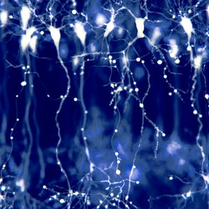 Pyramidal neurons in the cerebral cortex, illustration. Pyramidal neurons are found in certain areas of the brain including the cerebral cortex, the hippocampus, and the amygdala. Here, the illustration shows the synaptic signals highlighted using a microscopy fluorescence technique.