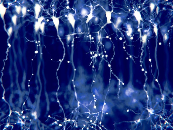 Pyramidal neurons in the cerebral cortex, illustration. Pyramidal neurons are found in certain areas of the brain including the cerebral cortex, the hippocampus, and the amygdala. Here, the illustration shows the synaptic signals highlighted using a microscopy fluorescence technique.