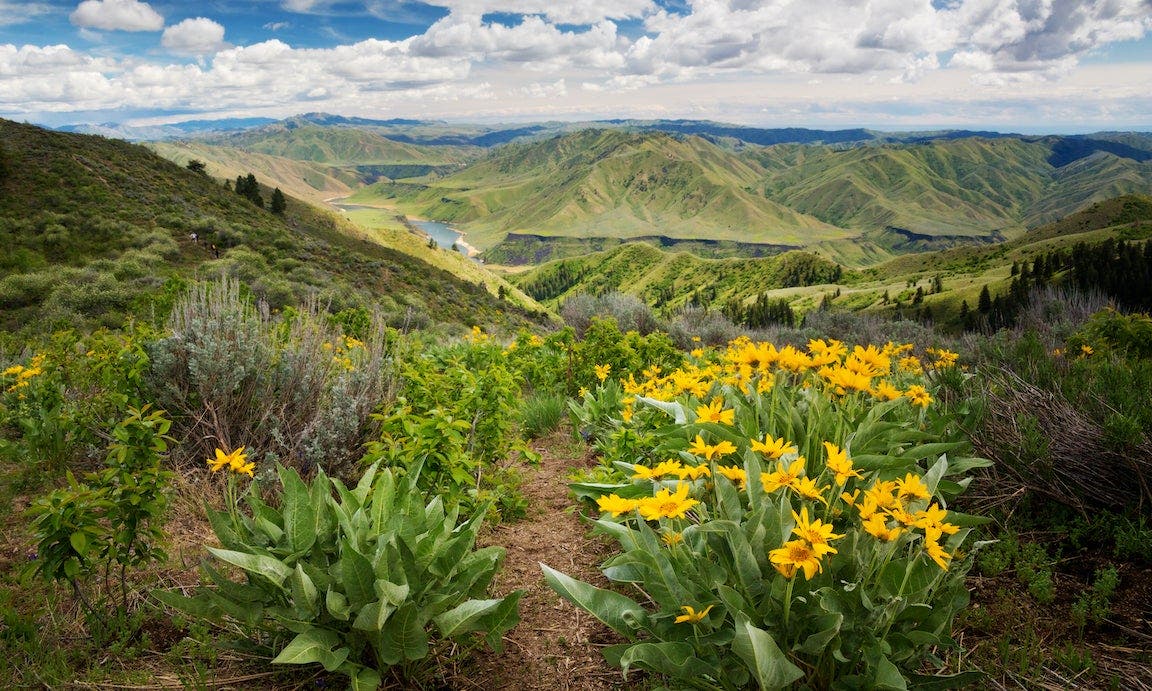 Mountain park with flowers.