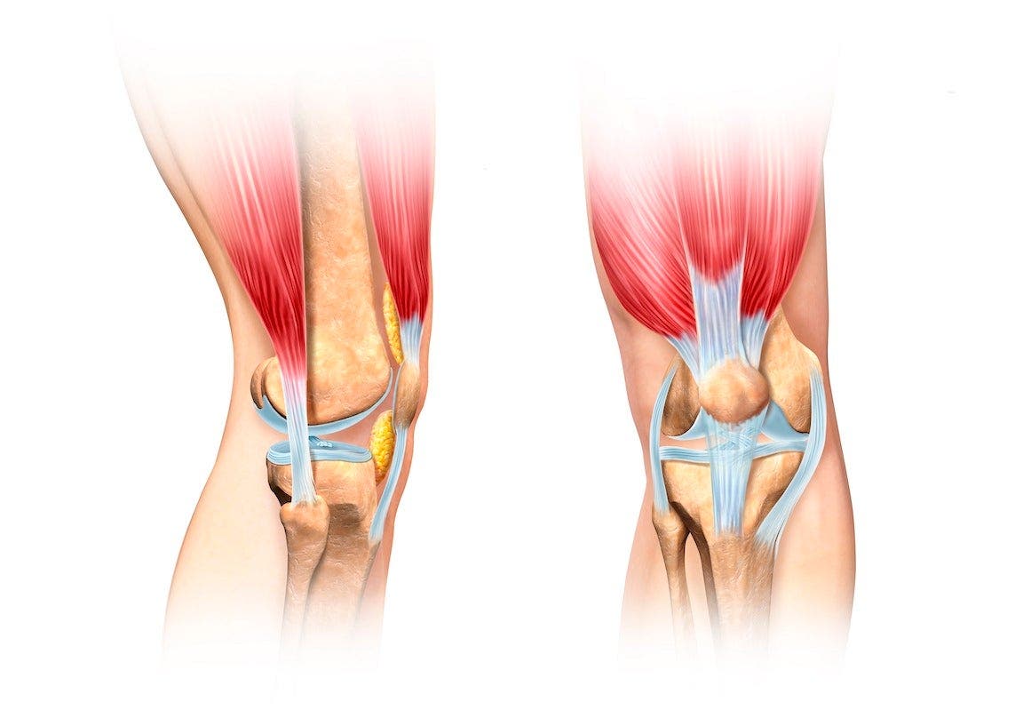 Knee anatomy, artwork
