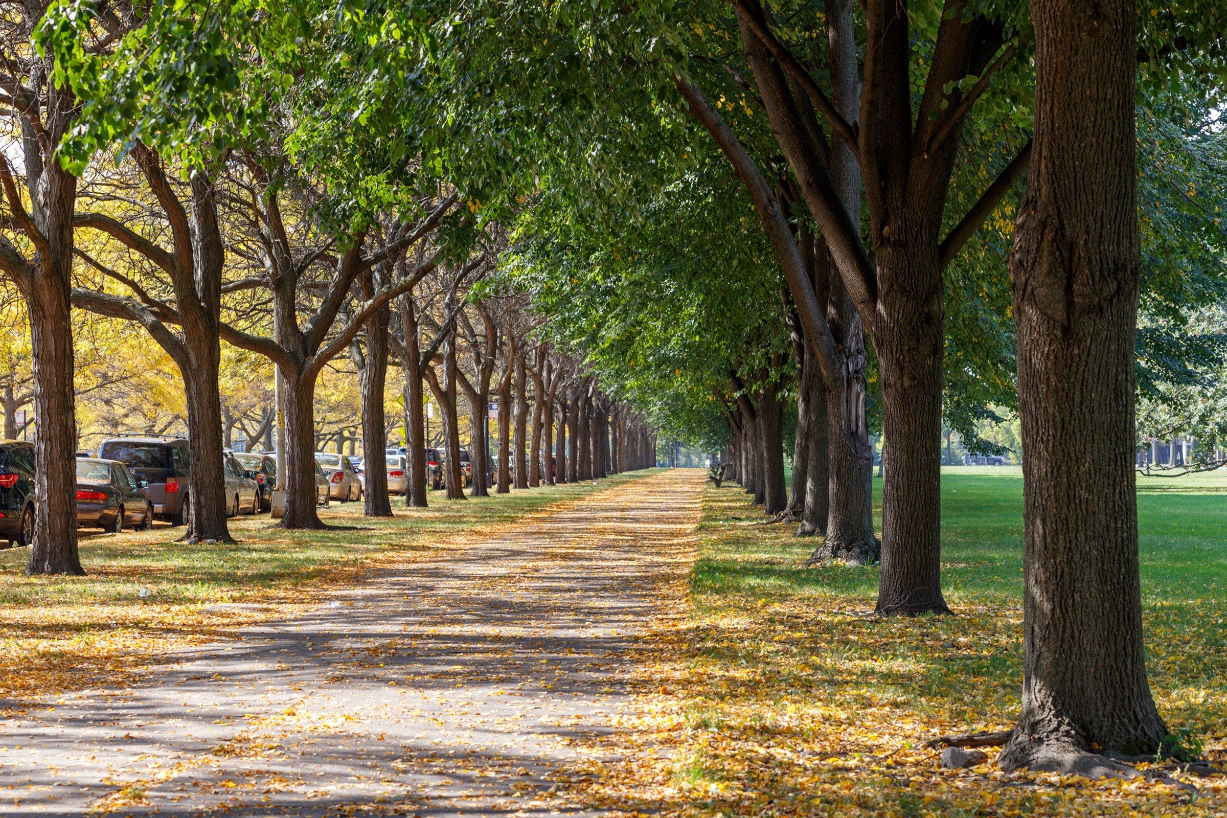 University of Chicago campus designed by Olmstead