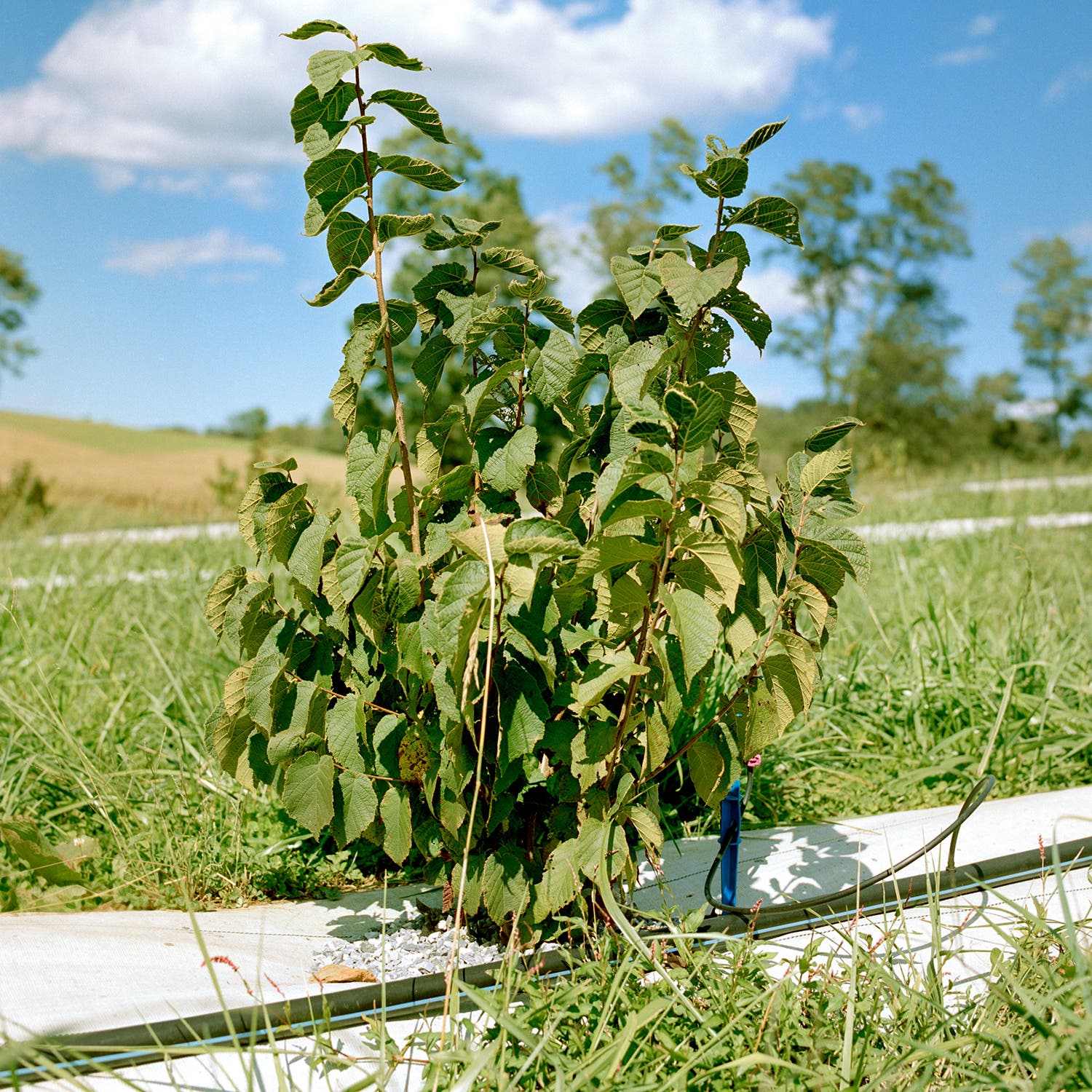A seedling inoculated with truffle spores on Kable’s family farm in Maryland