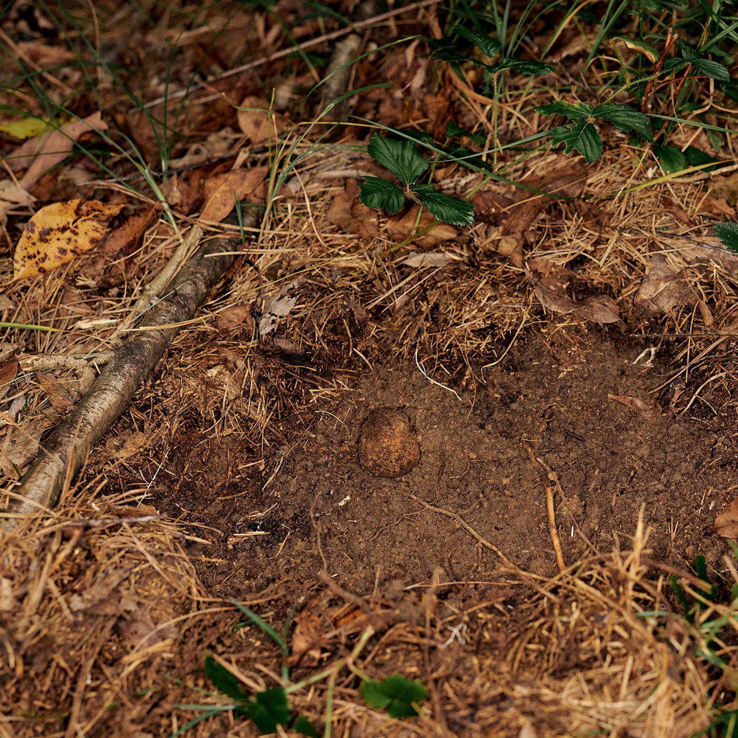 Digging up a ­T. can