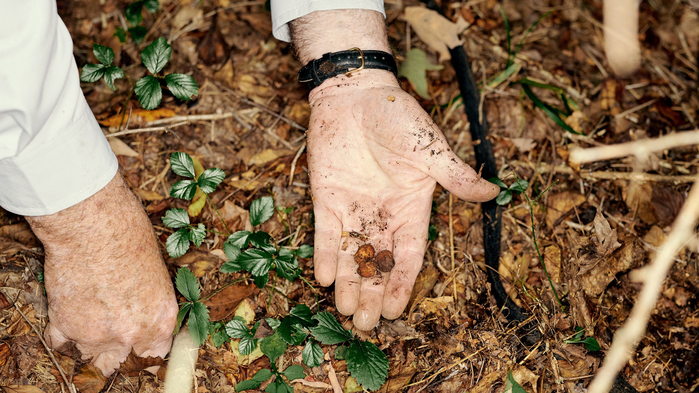 Appalachian truffles