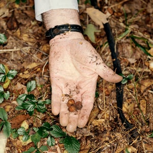 Appalachian truffles