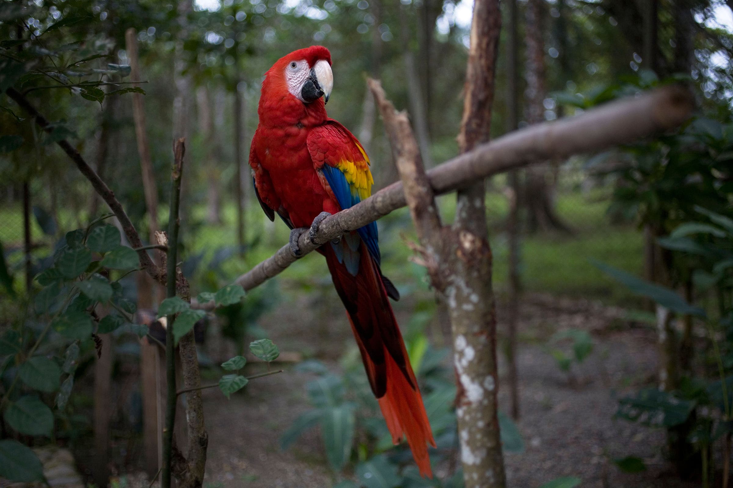 A macaw in Montes Azules Biosphere Reserve