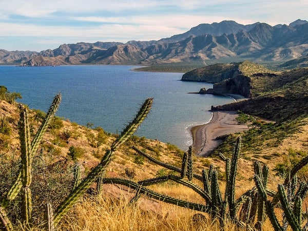 Baja California Sur, where the Sonoran Desert meets the Sea of Cortez
