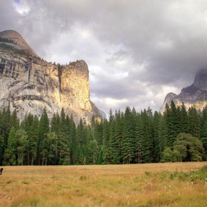 black bear possible trail runner encounter in Yosemite valley, Yosemite national park.