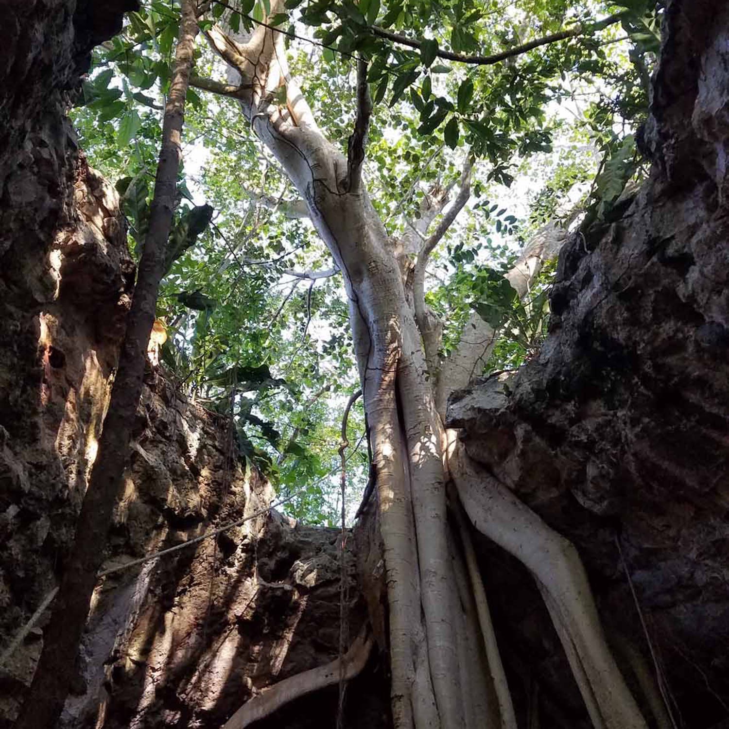 A cenote outside Yalcobá