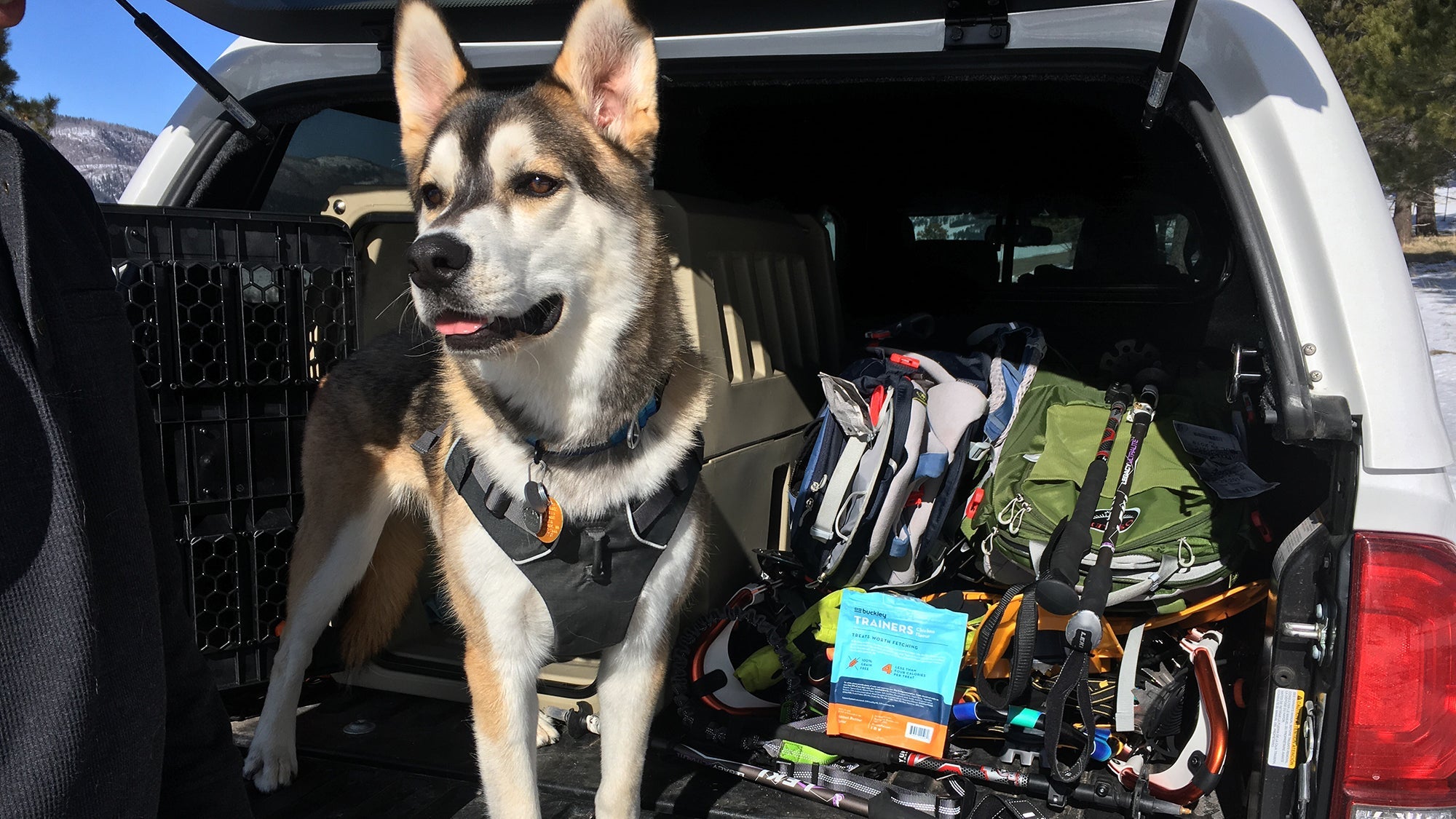 Dog carrier for clearance running