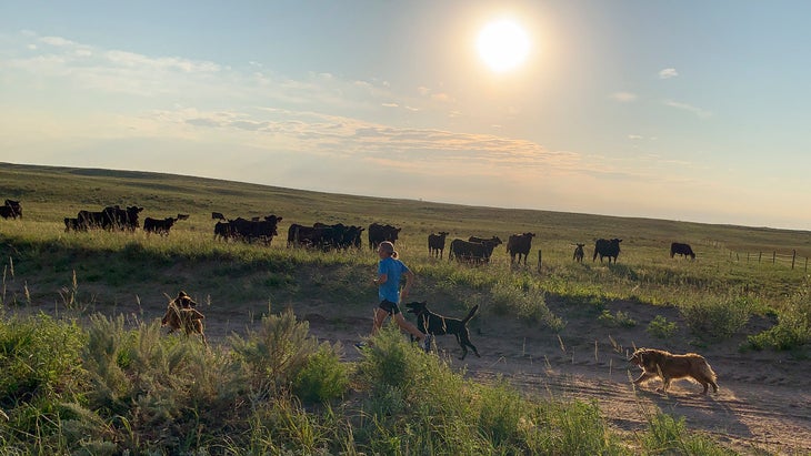 Jonathan Beverly running with three dogs by herd of cows