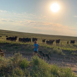 morning runner and dogs