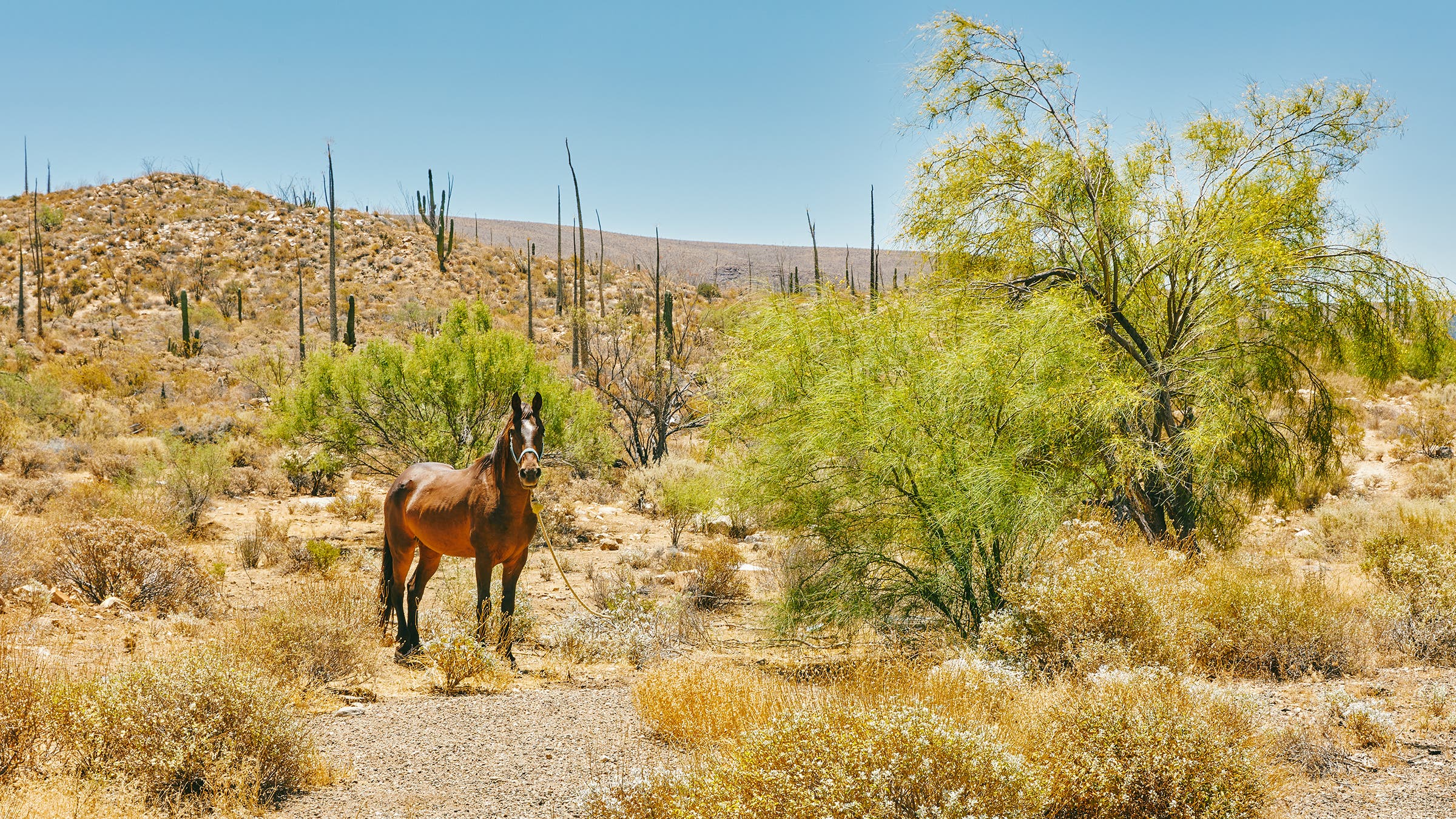 Baja desert transport