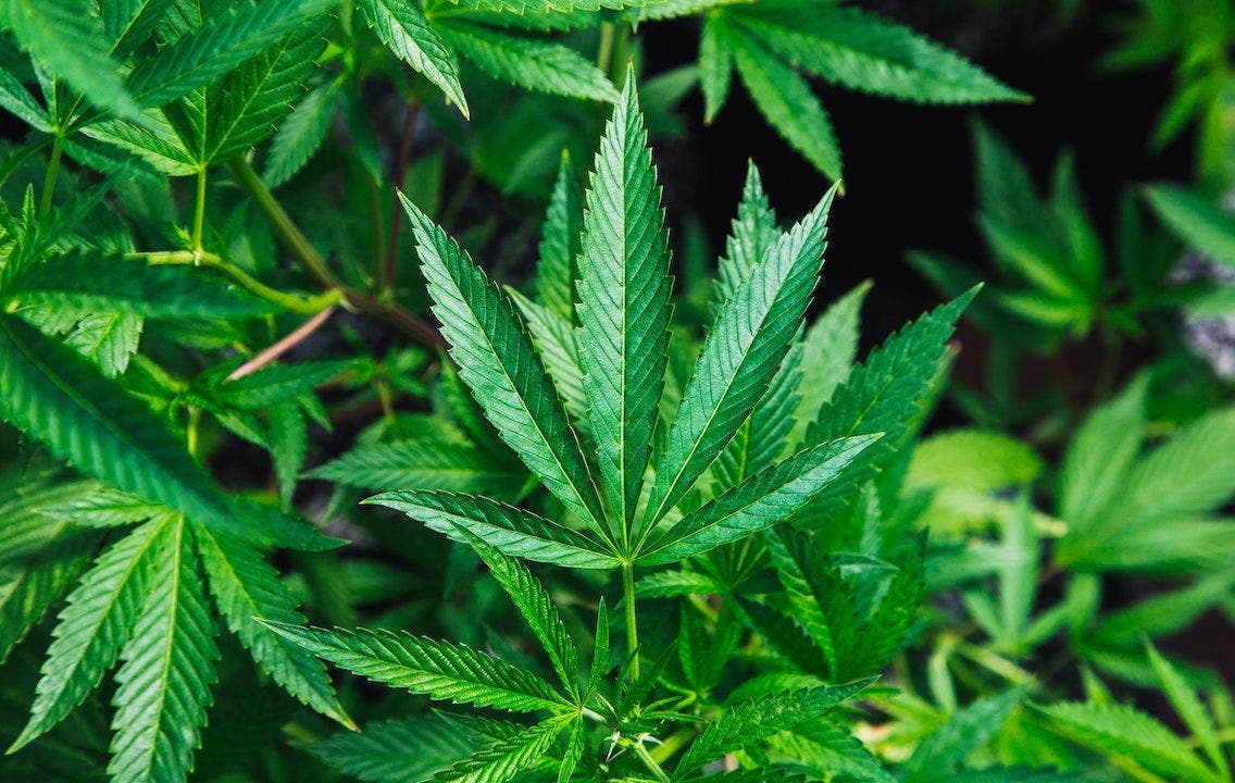 Runner’s High: Can Marijuana Enhance Your Running Performance?