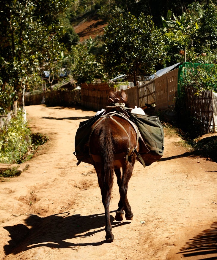 water carrying mule