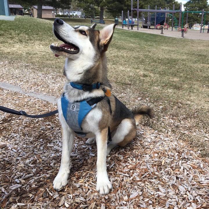 dog with stunt-puppy harness