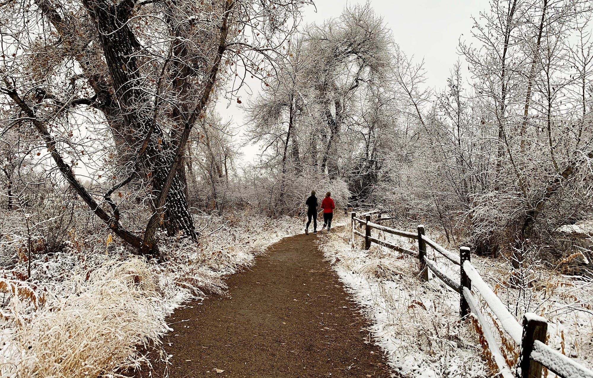 Frosty trees and fence on a winter run