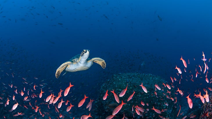 turtle swimming with a school of pink fish