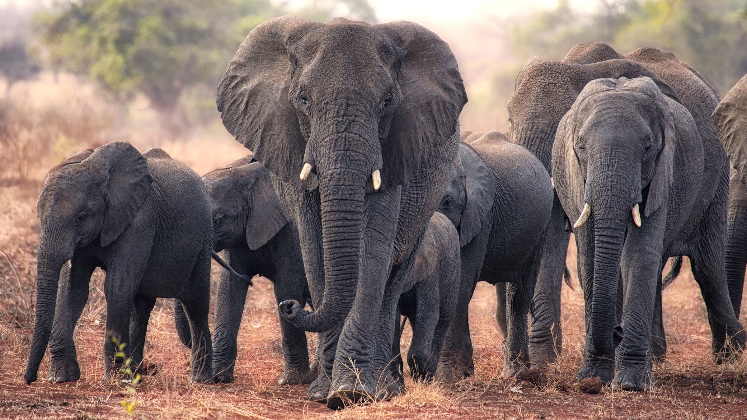 a herd of elephants facing the camera