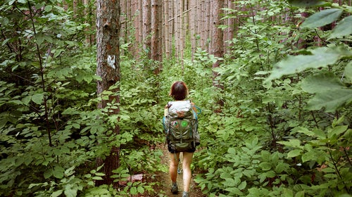 A thru hiker hikes into a forest of large pines.
