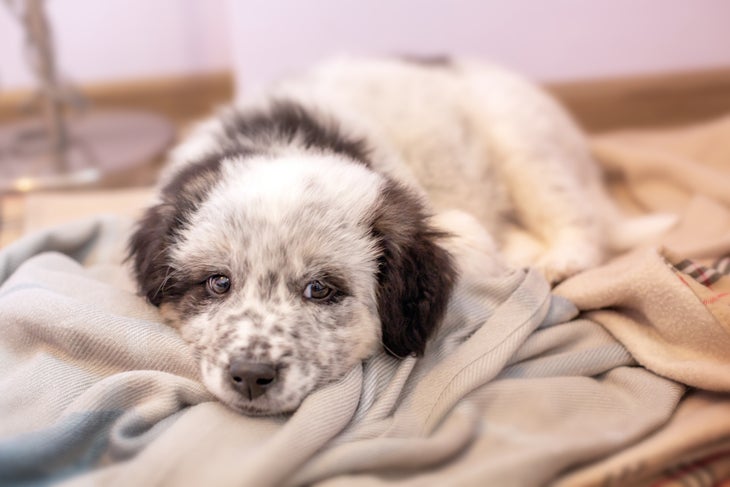Bulgarian shepherd puppy